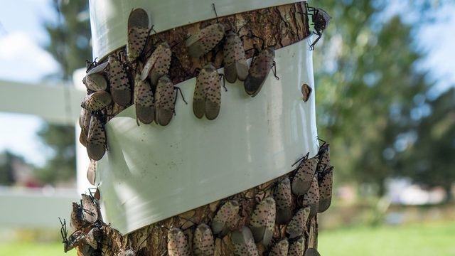 Spotted_lanternfly-1